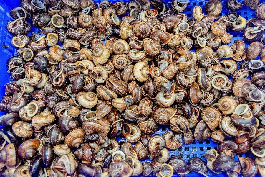 Ninh Binh mountain snail season starts from April to August