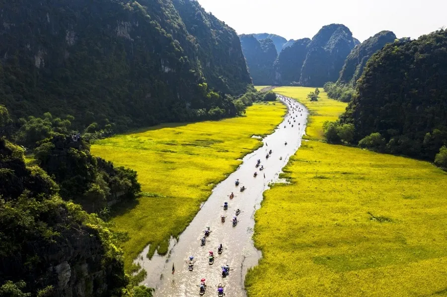 The golden rice season shines brightly under the sunlight throughout Mua Cave