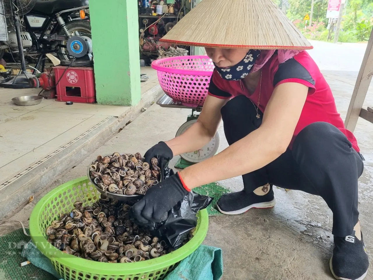 Mountain snails - Snails that only live in clean places with many precious medicinal plants
