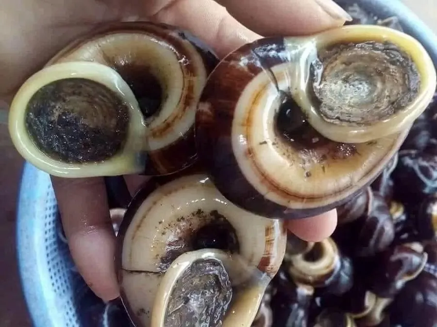 Processing Ninh Binh mountain snails is quite easy