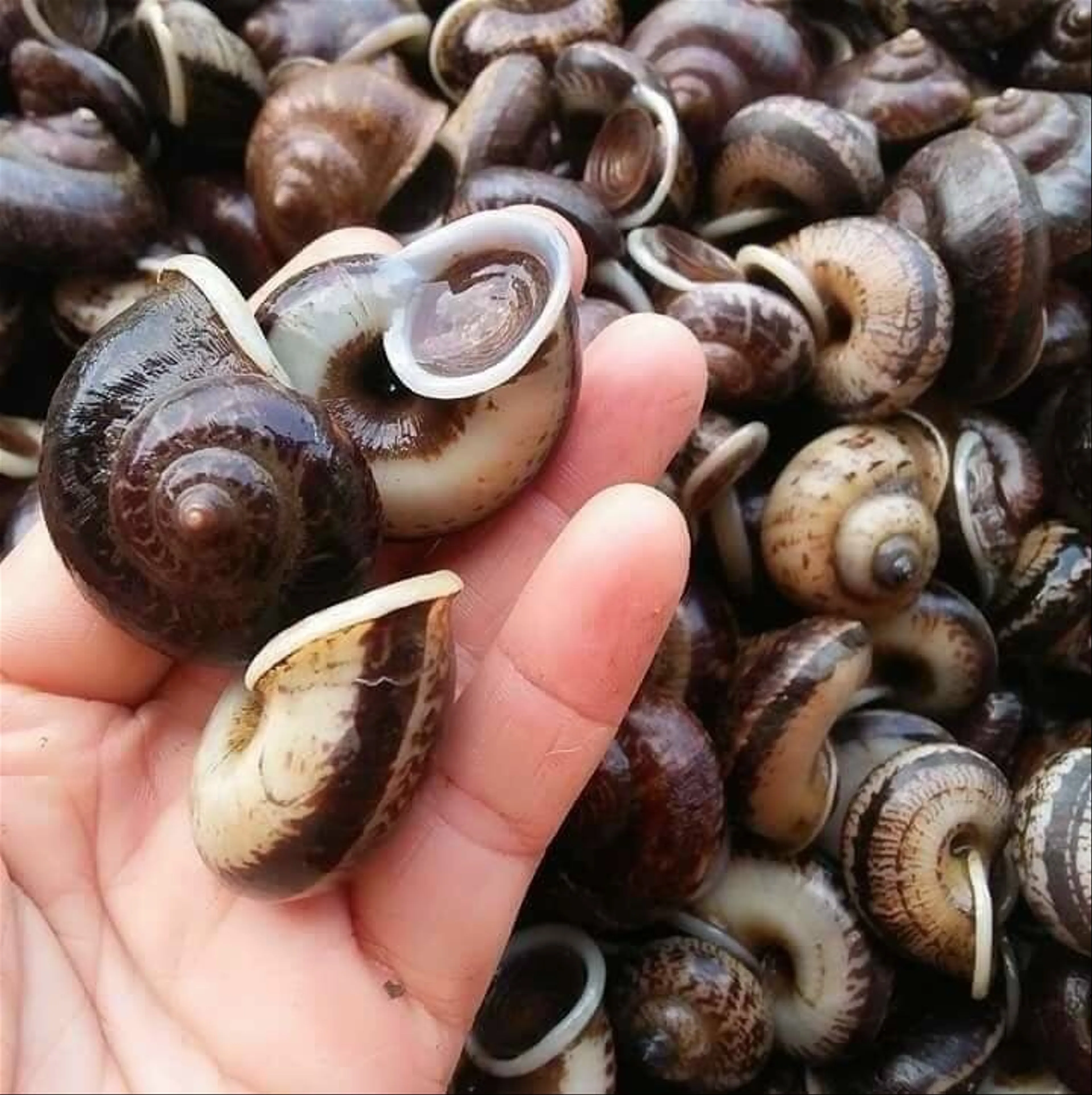 Unveiling the Secret Behind the Unique Flavor of Ninh Binh Mountain Snails