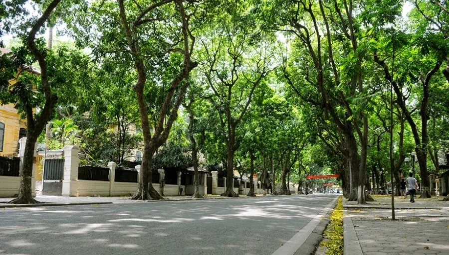 The rows of trees on both sides of the road bring poetic romance