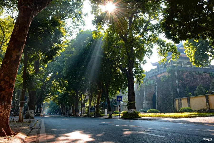 The sun shines through the leaves on Phan Dinh Phung street