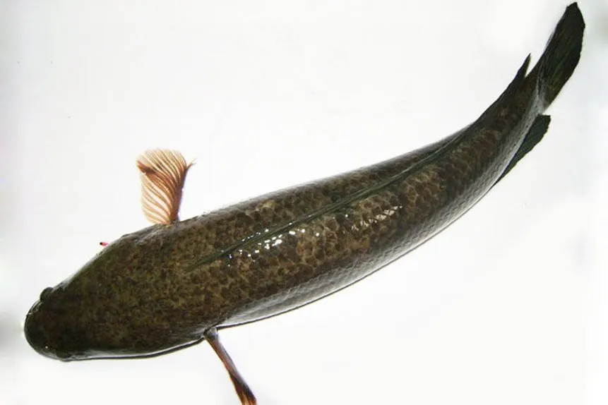 Fresh snakehead fish
