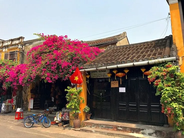 Vẻ đẹp của giàn hoa giấy phố cổ hội an