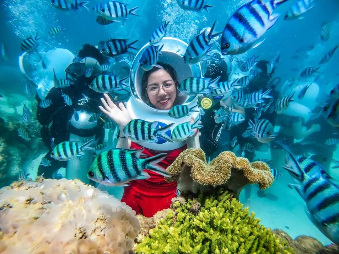 Lặn Ngắm San Hô Cù Lao Chàm