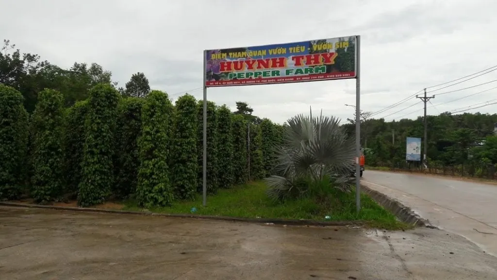 Vườn tiêu Huỳnh Thy