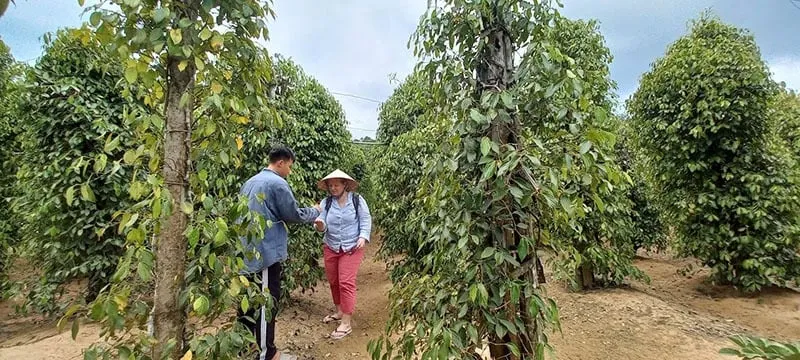 Ghé thăm vườn tiêu như ý
