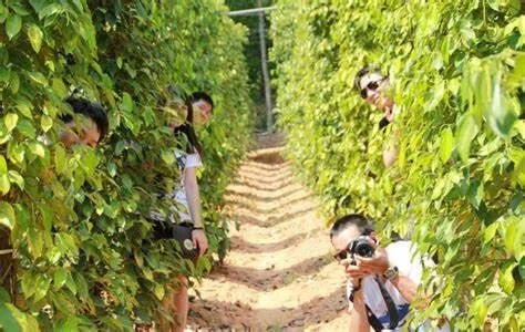 Check in tại vườn tiêu Tuấn Việt