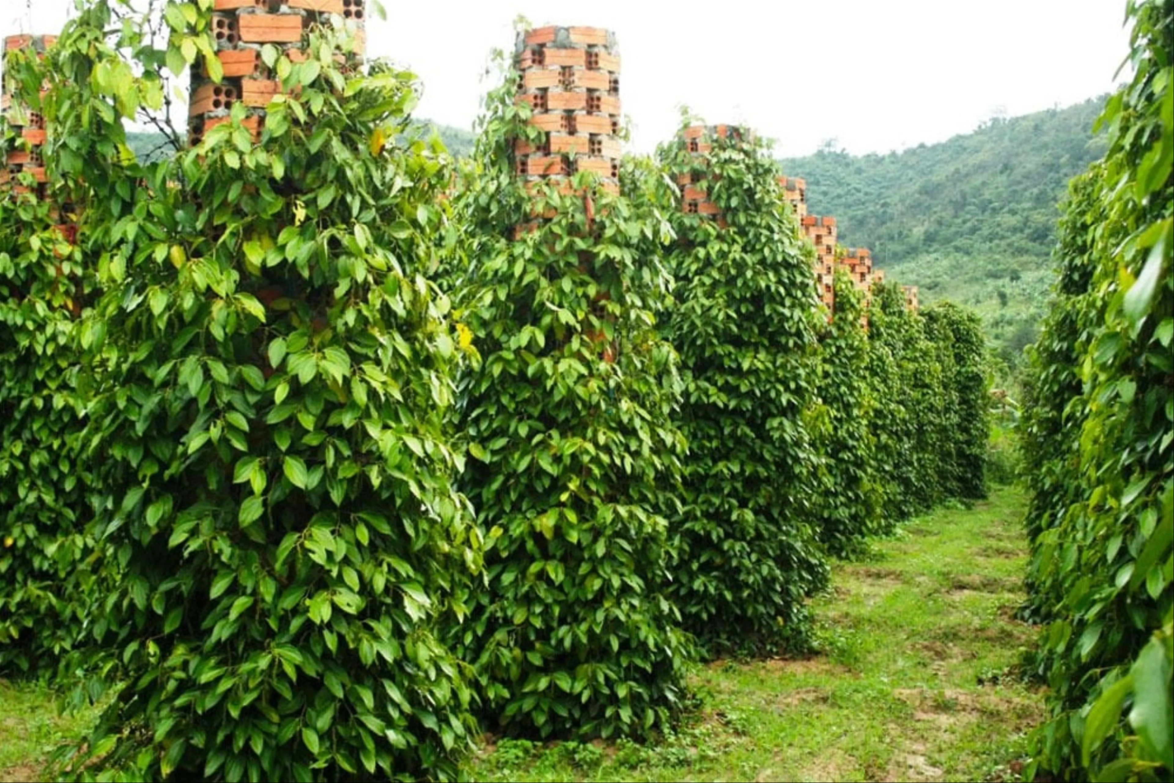 Bí Mật Vườn Tiêu Phú Quốc Nơi Gìn Giữ Hương Vị Truyền Thống