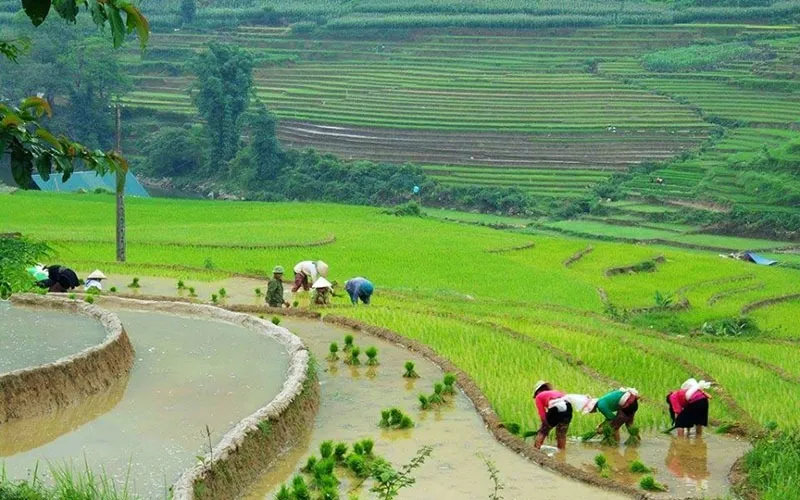 Cấy ruộng bậc thang tại bản dền sapa
