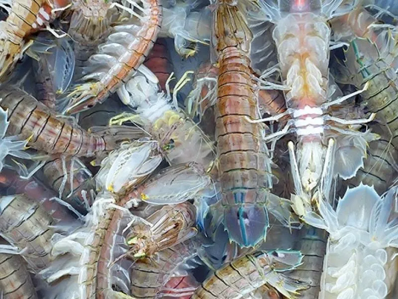 Bề bề tươi sống