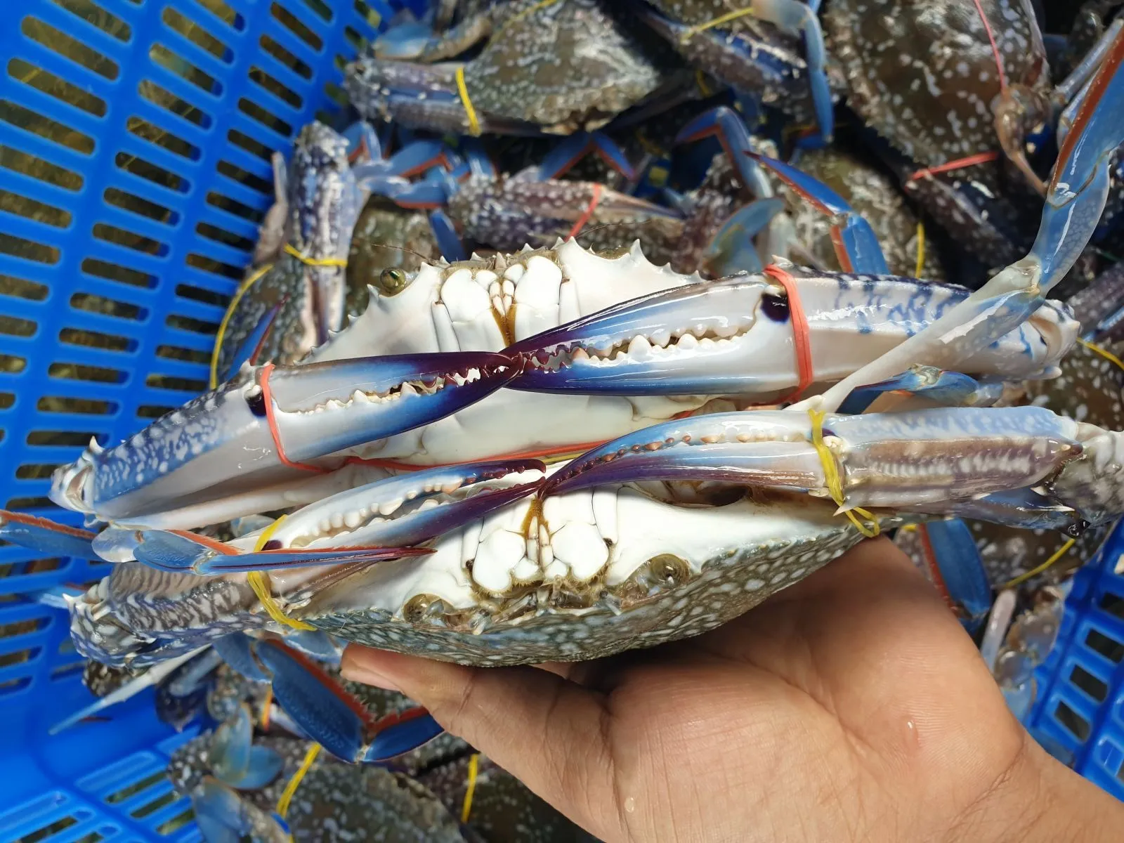 Ghẹ sống tươi ngon hấp hẫn