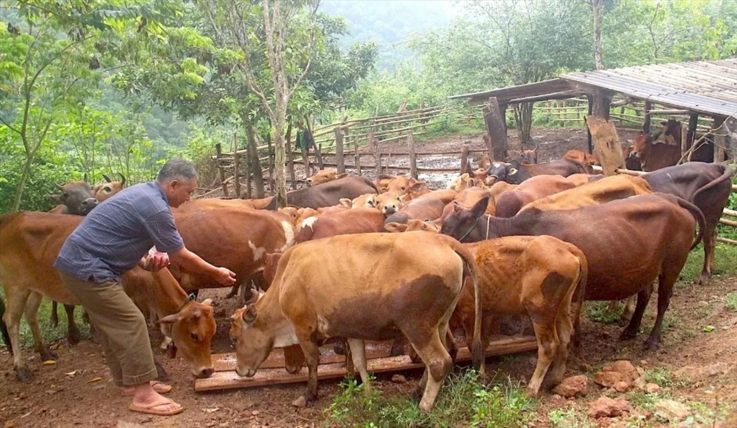 gia xúc, gia cầm ở cao sơn