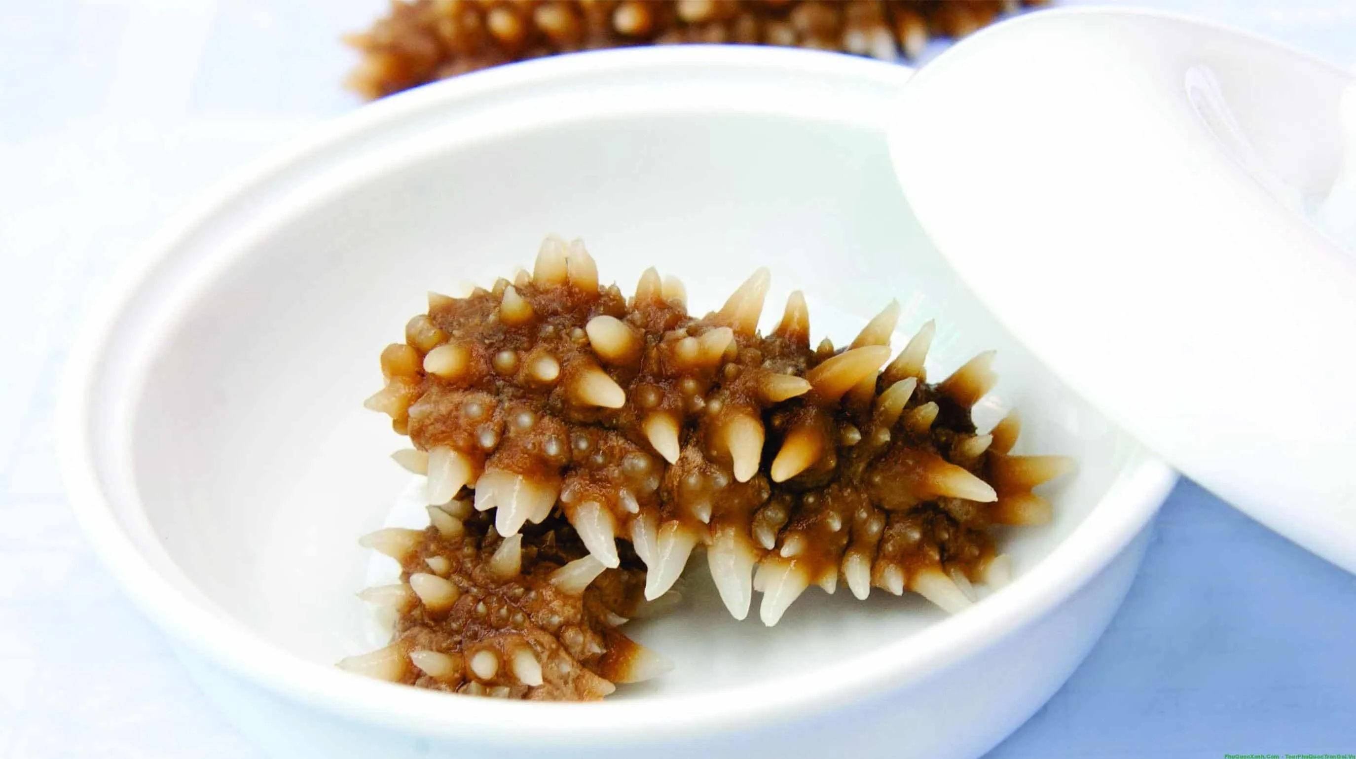 Hình ảnh con Hải Sâm