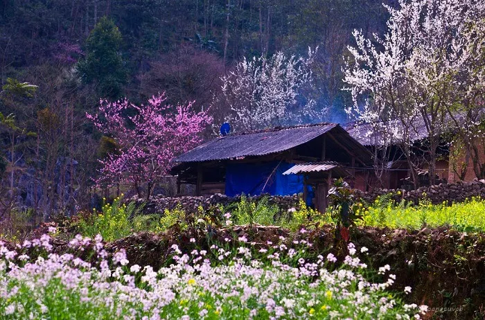 Mùa hoa nở nàng thơ Sapa