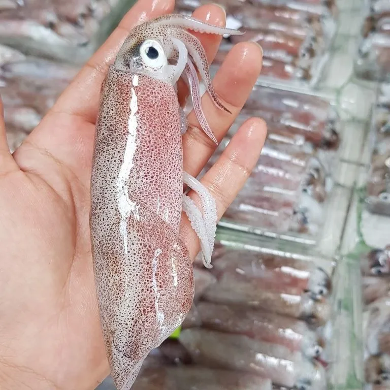 Mực trứng tươi sống