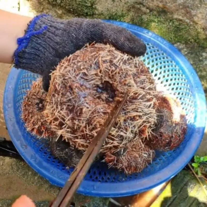 Nguyên liệu chuẩn bị cho món nhum nướng mỡ hành