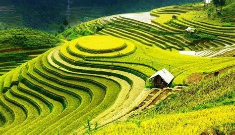 Ruộng bậc thang tại mường thanh