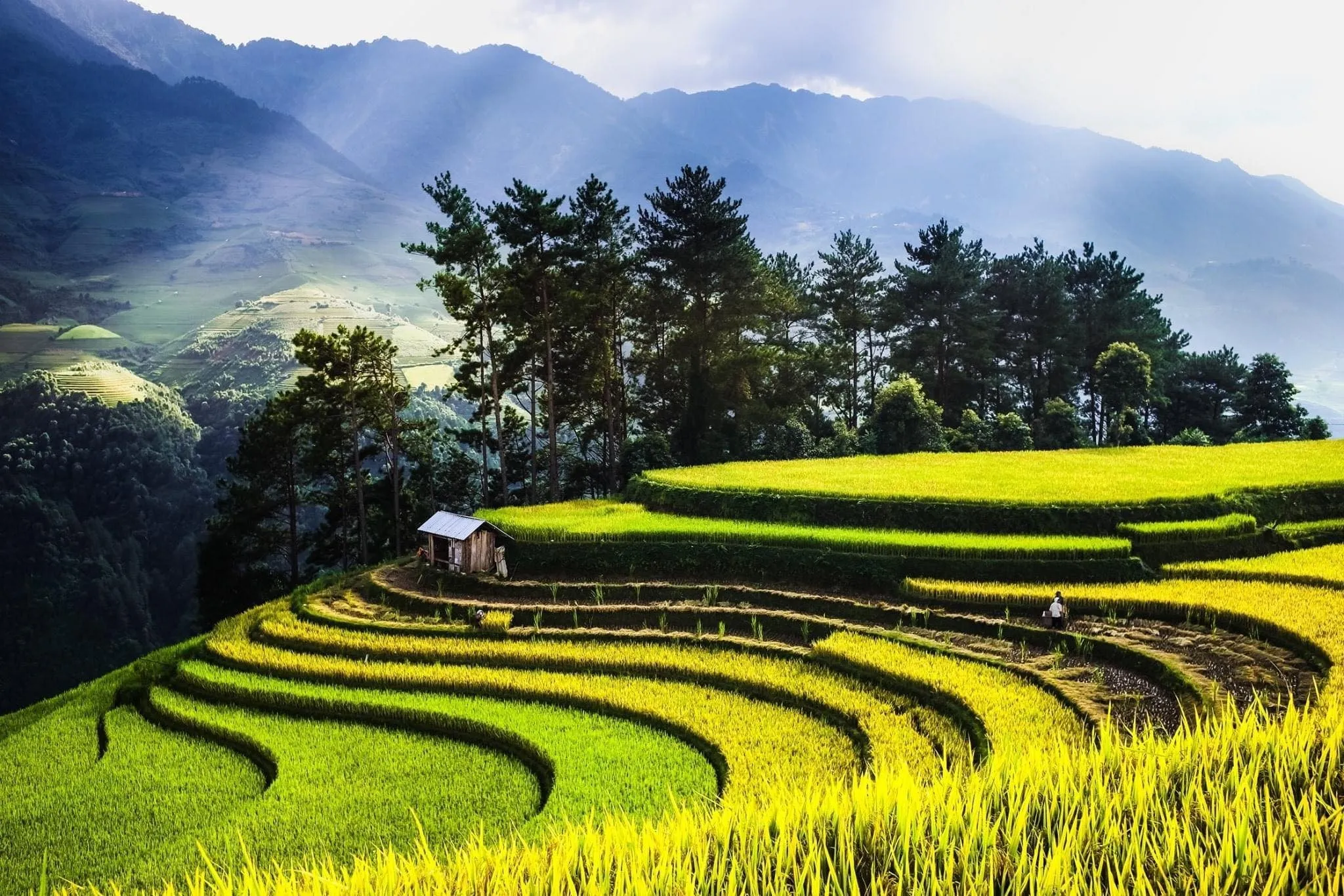 Ruộng bậc thang tại bản sâu chua