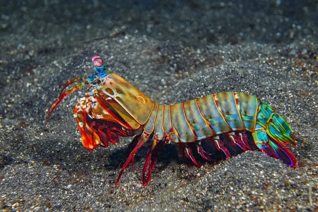 Mantis Shrimp A Sweet and Savory Ocean Treat