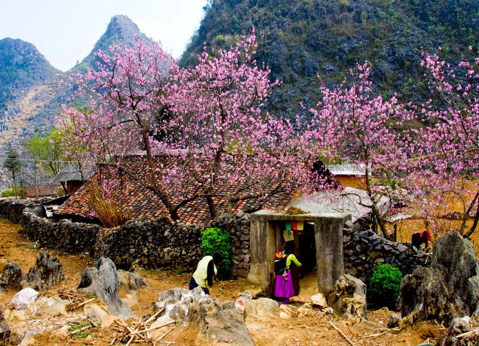 Vườn đào tại sapa