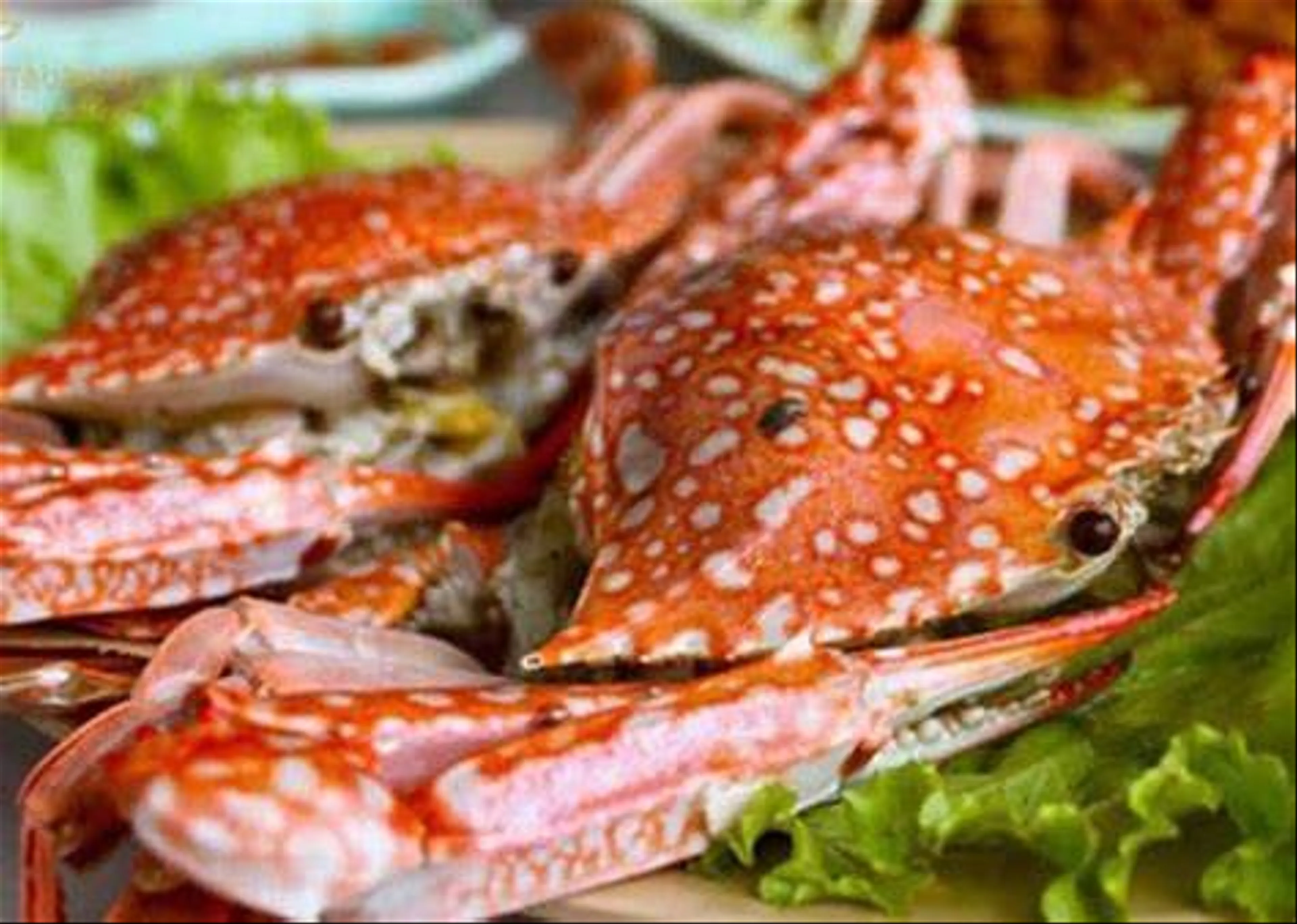 Ghẹ Hàm Ninh Phú Quốc Đặc Sản Tươi Ngon Không Thể Bỏ Lỡ