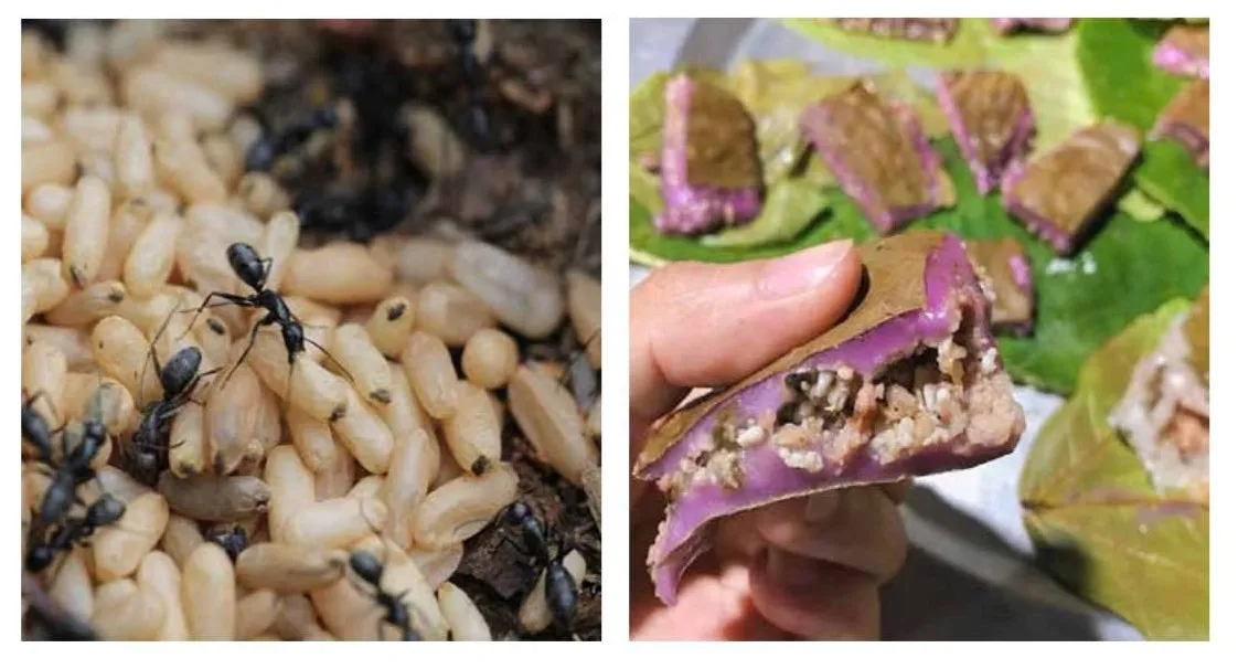 Bánh trứng kiến sapa