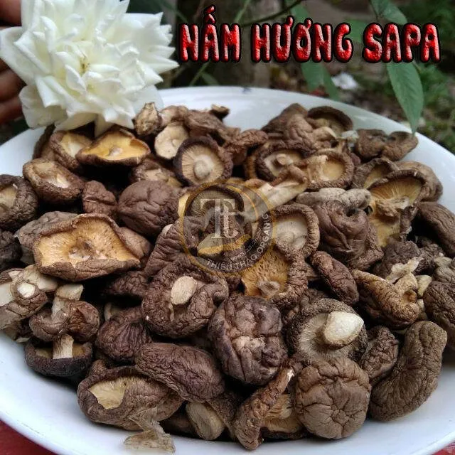 Nấm hương SaPa