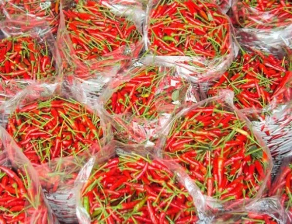 Ớt Mường Khương hương Vị Cay Đậm Chất Tây Bắc