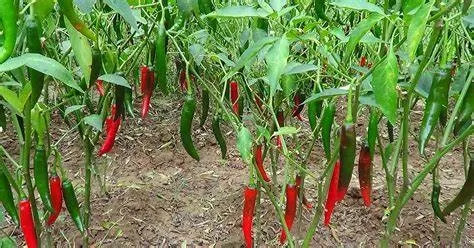 Ớt Mường Khương hương Vị Cay Đậm Chất Tây Bắc,