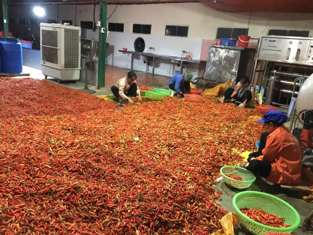 Ớt tươi Sapa