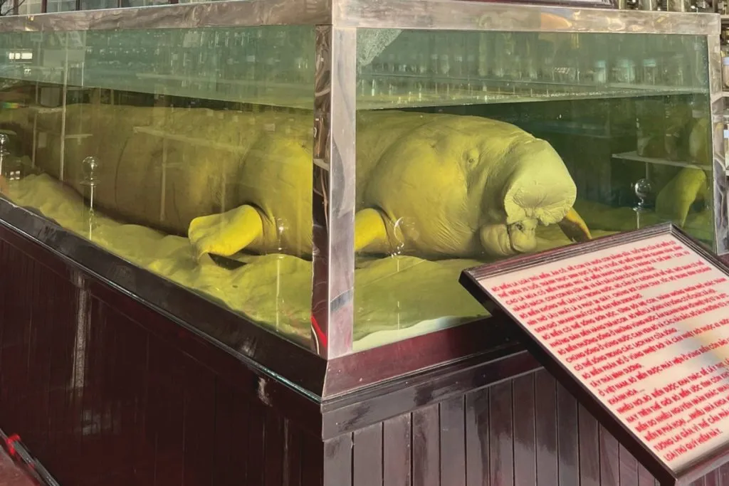 Mô hình bò biển Dugong