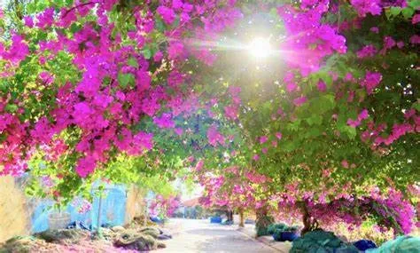 Con Đường Hoa giấy tại nha Trang