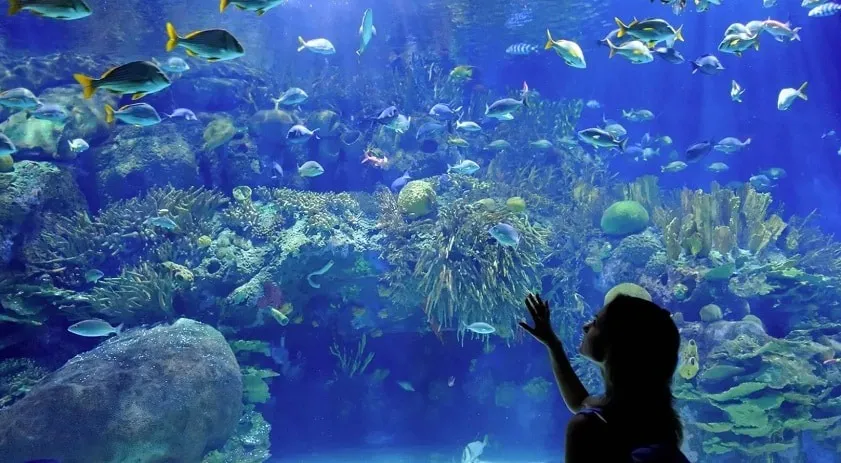 Aquarium Explore the Mysteries of the Ocean