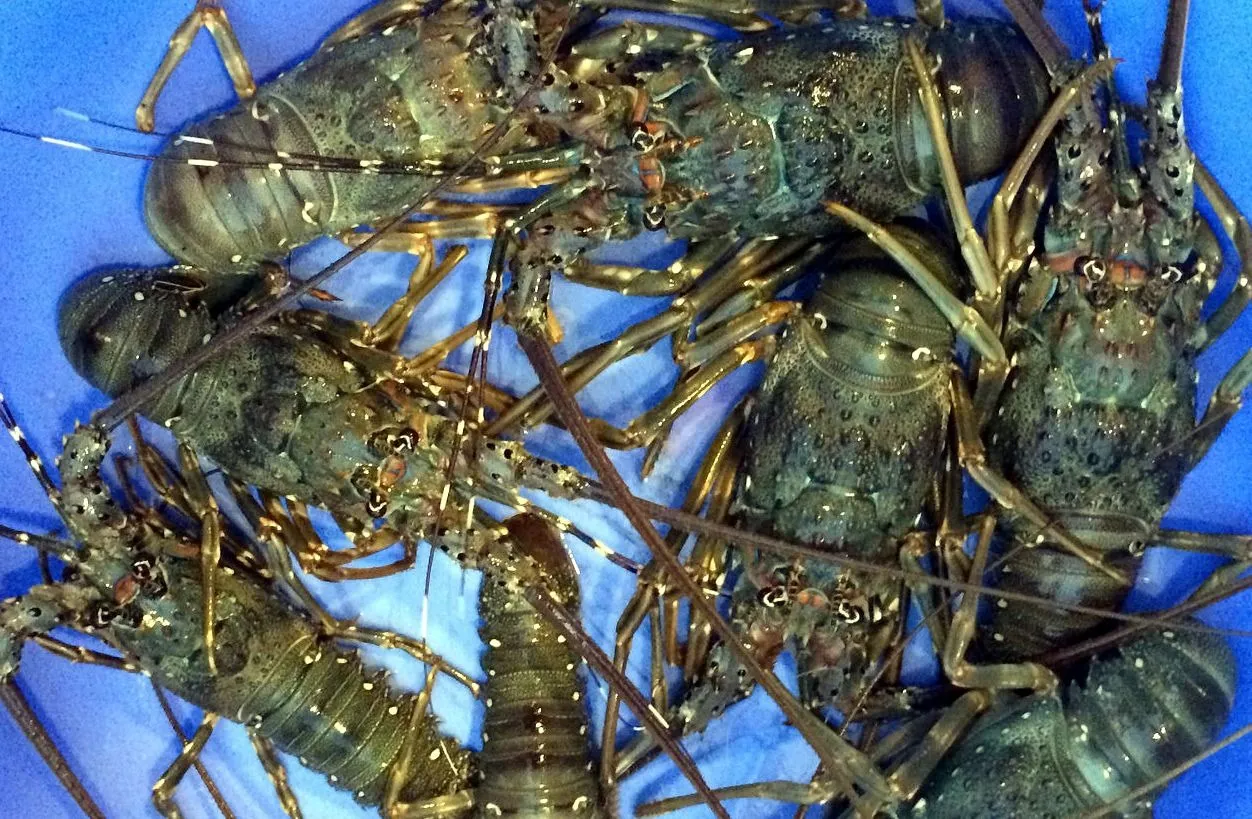 Lobster The “King of Seafood
