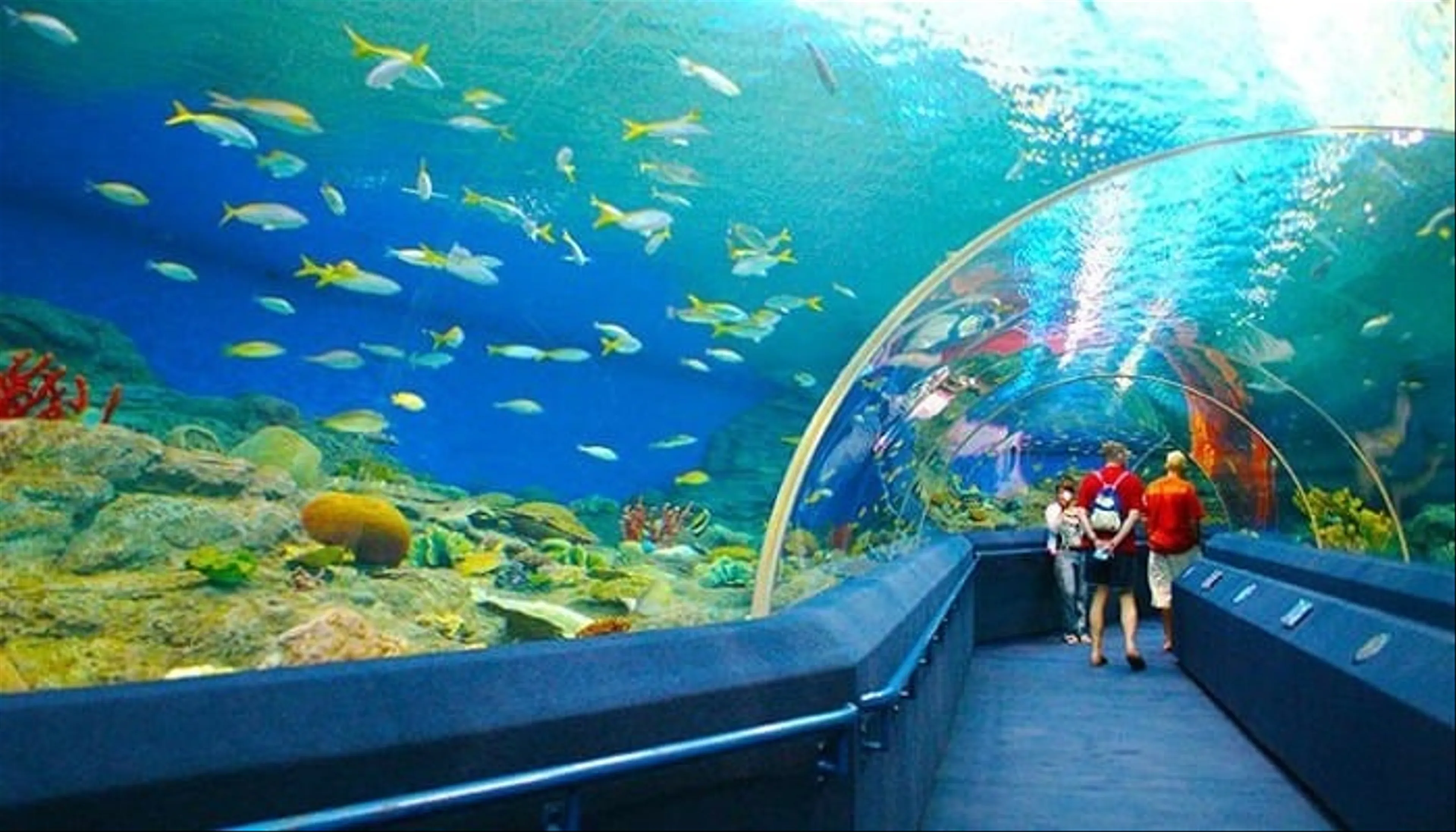 Viện Hải dương học Nha Trang khám phá đại dương thu nhỏ giữa lòng phố biển