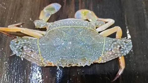 Ghẹ Hàn Ninh Nha Trang