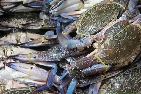 Ghẹ Hàn Ninh Nha Trang