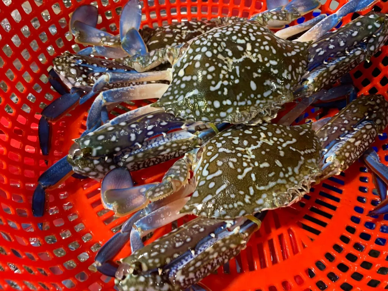 Nha Trang Crab - Delicious dish