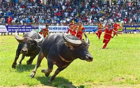 Lễ hội chọi trâu Đồ Sơn