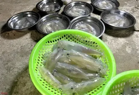 Mực nháy thanh hóa thơm ngon hấp dẫn