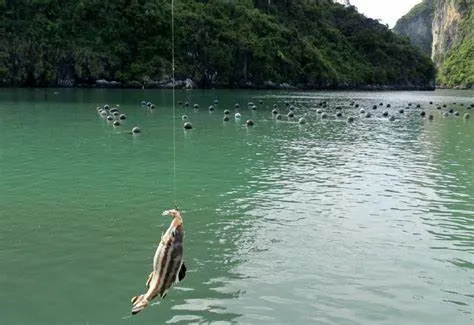 Câu cá giải trí tại biển