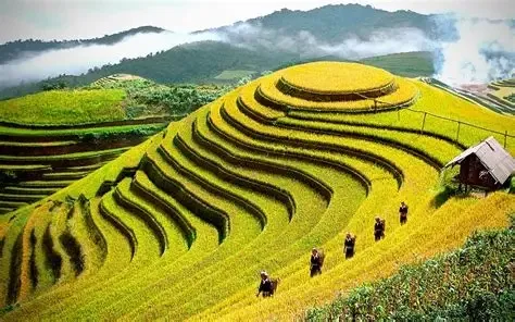 Ruộng bậc thang tại Pù Luông
