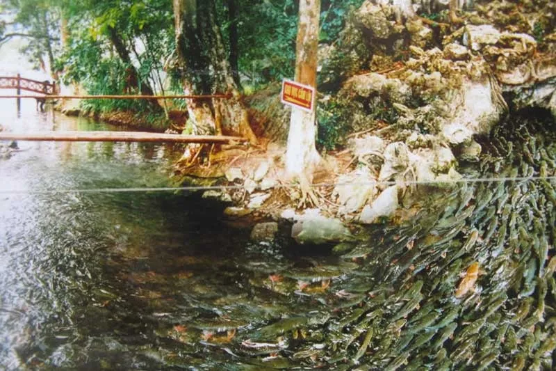 Dòng suối cá thần thanh hóa