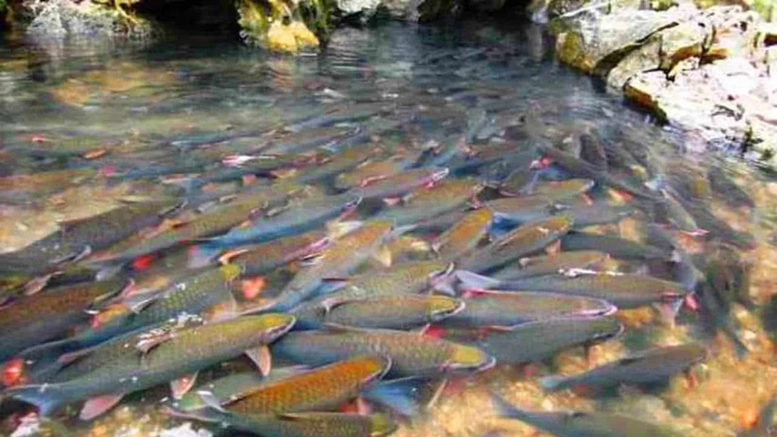 Suối cá thần thanh hóa