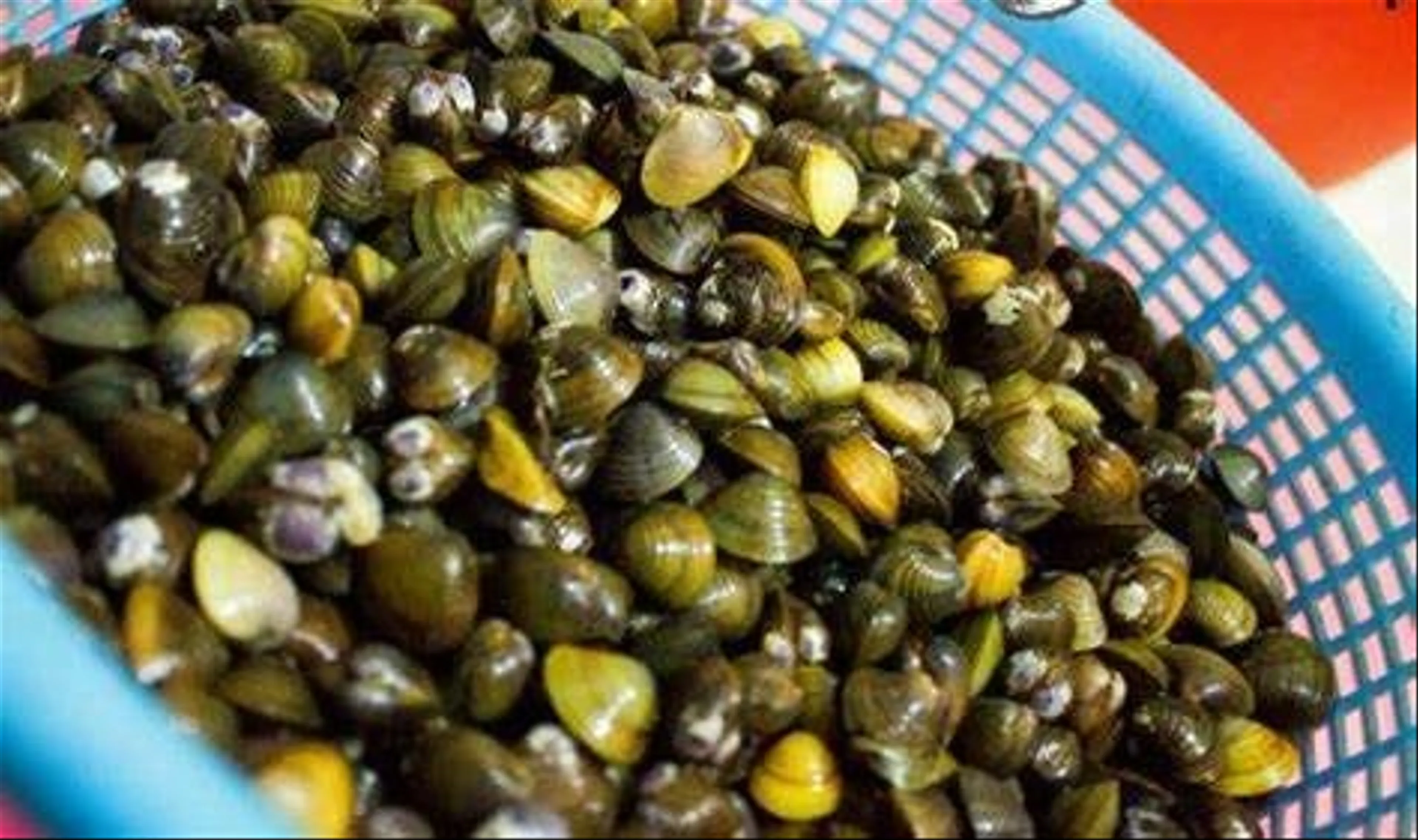 Clam Salad with Rice Crackers A Rustic Delicacy Rich in Central Vietnamese Flavour