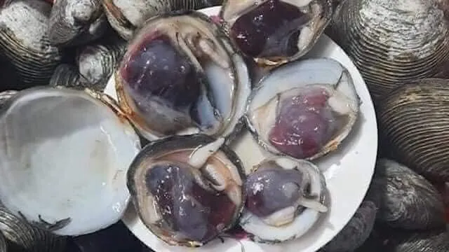 Ngán biển tươi sống