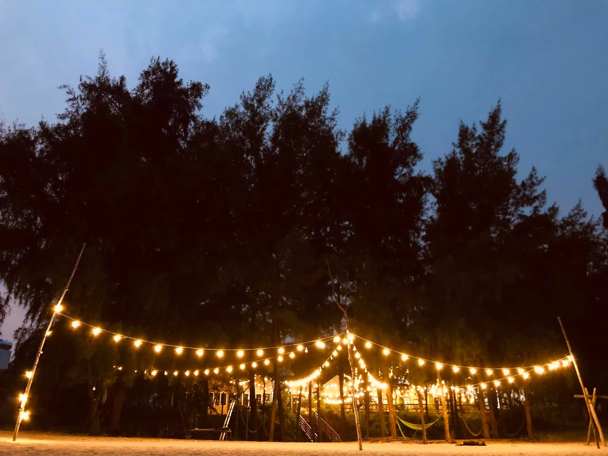 Rừng phi lao đảo cái chiên