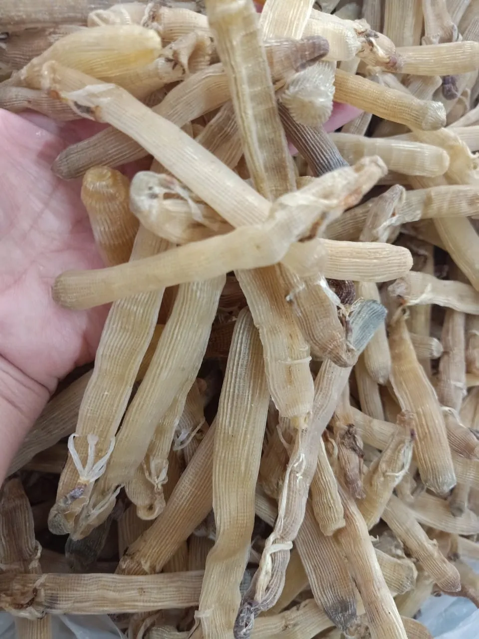 Sa sùng quảng Ninh thơm ngon giàu dinh dưỡng